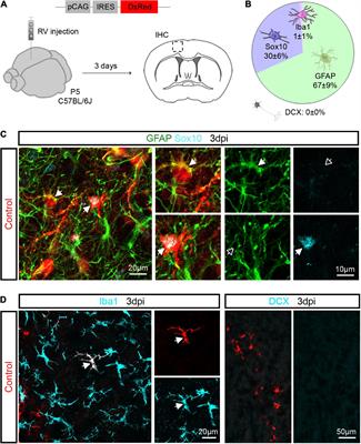 Enhanced proliferation of oligodendrocyte progenitor cells following retrovirus mediated Achaete-scute complex-like 1 overexpression in the postnatal cerebral cortex in vivo